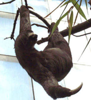 sloth
