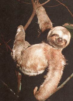 sloth